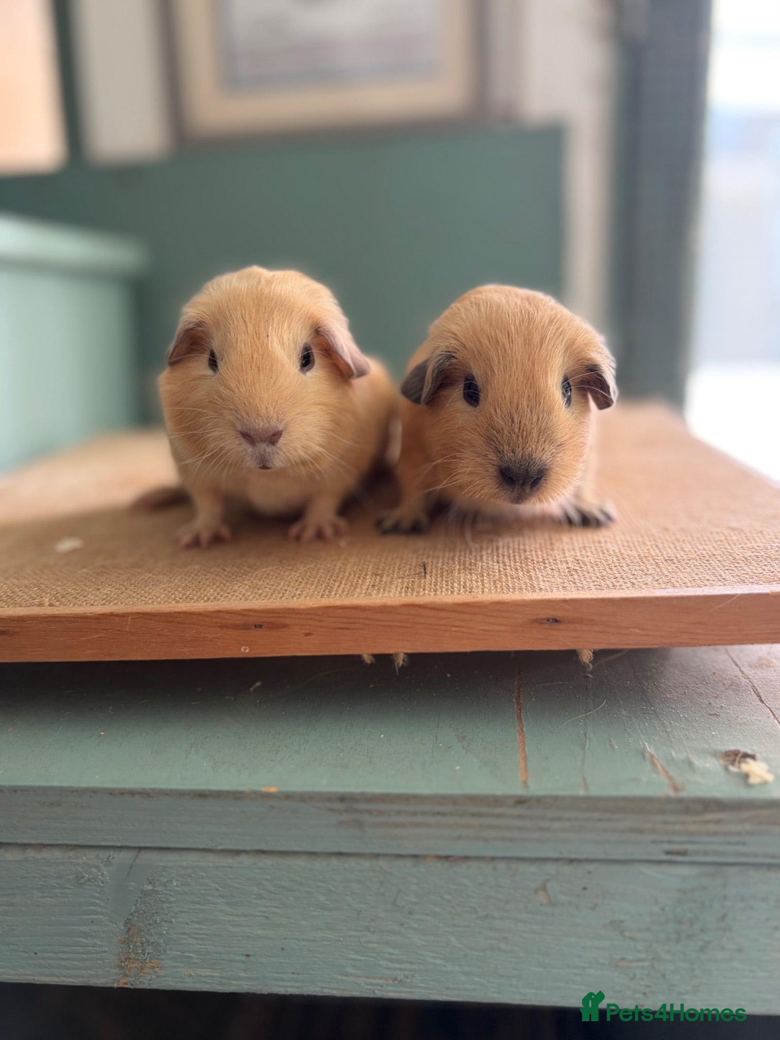 Guinea Pig rodents Cream & Black Point Californian brother - Advert 1