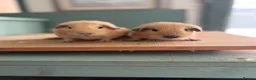 Guinea Pig rodents for sale: Cream & Black Point Californian brother - Advert 1