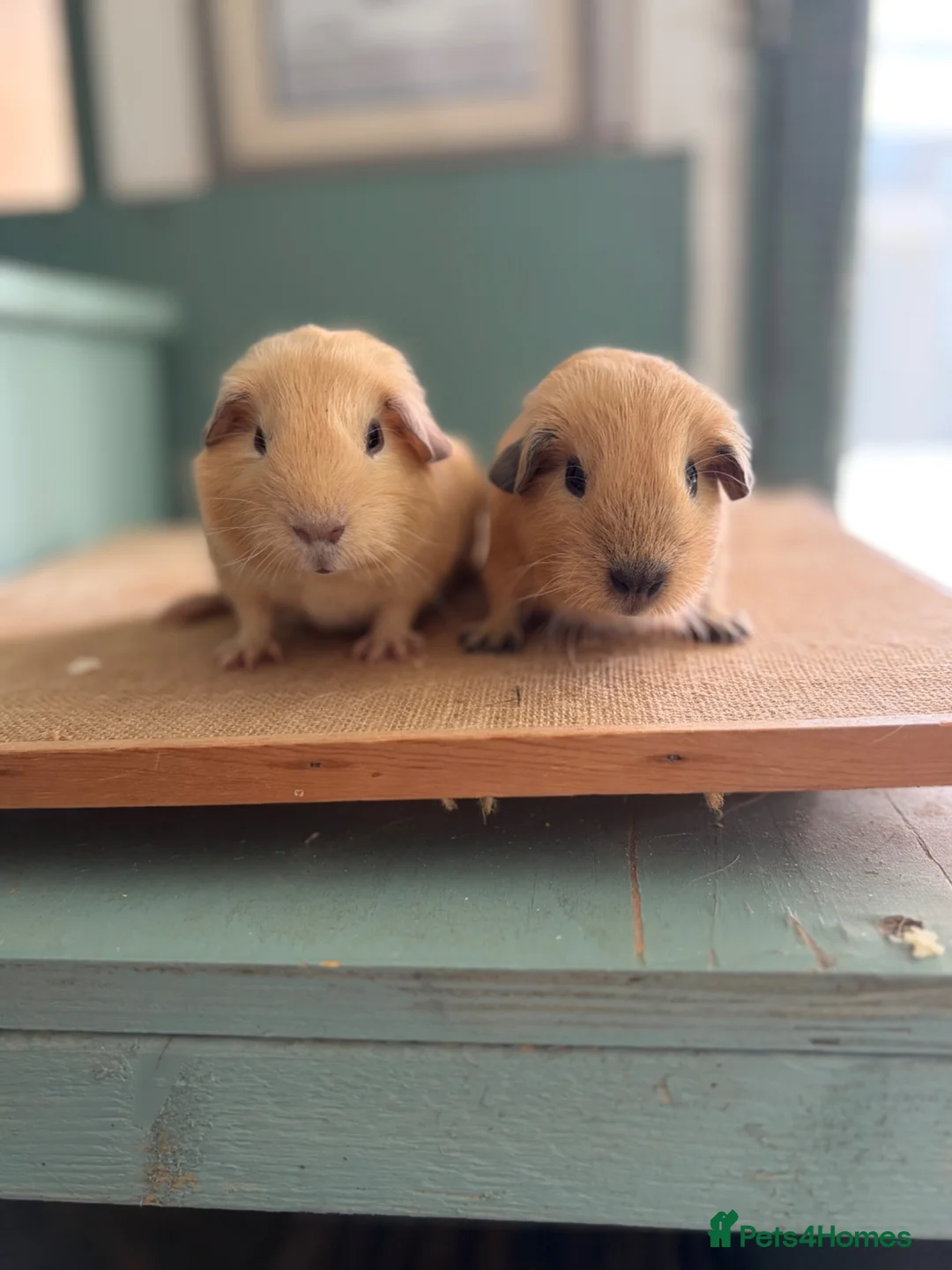 Guinea Pig rodents for sale: Cream & Black Point Californian brother - Advert 1