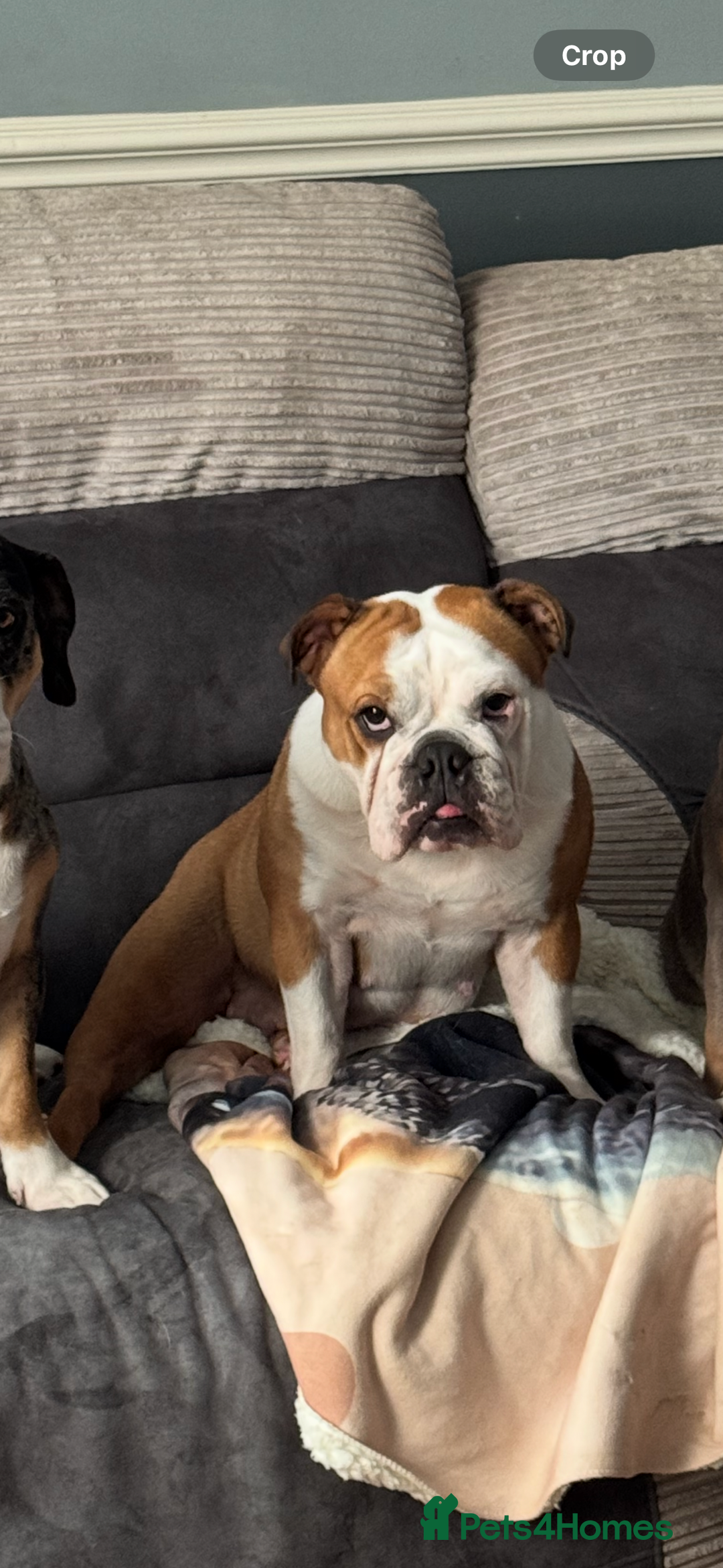 English Bulldog dogs for sale: Winnie English bulldog - Image 3