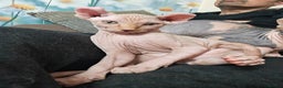 Sphynx cats for sale: 2 Ginger Unique Elf Boys left! READY NOW - Advert 1