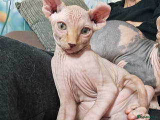 Sphynx cats Only 3 Unique Elf Boys left! READY NOW - Advert 1