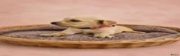 Golden Retriever dogs for sale: READY TO LEAVE 4 girls Golden retriever puppies - Advert 6
