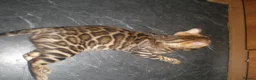 Bengal cats for sale: Beautiful Male Bengal - ready to leave  in Manchester - Advert 3