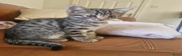 Bengal cats for sale: 🐾 Beautiful Bengal Girl Kittens - available now🐾 in Reading - Advert 5