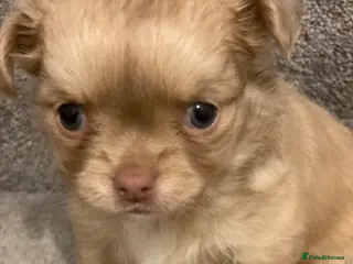 Chihuahua dogs Beautiful chihuahua puppies - Advert 2