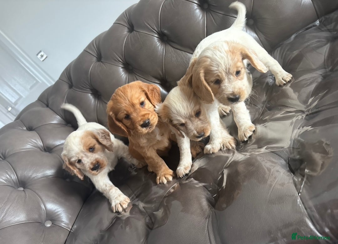 Cocker Spaniel dogs for sale: Sold  - Image 9