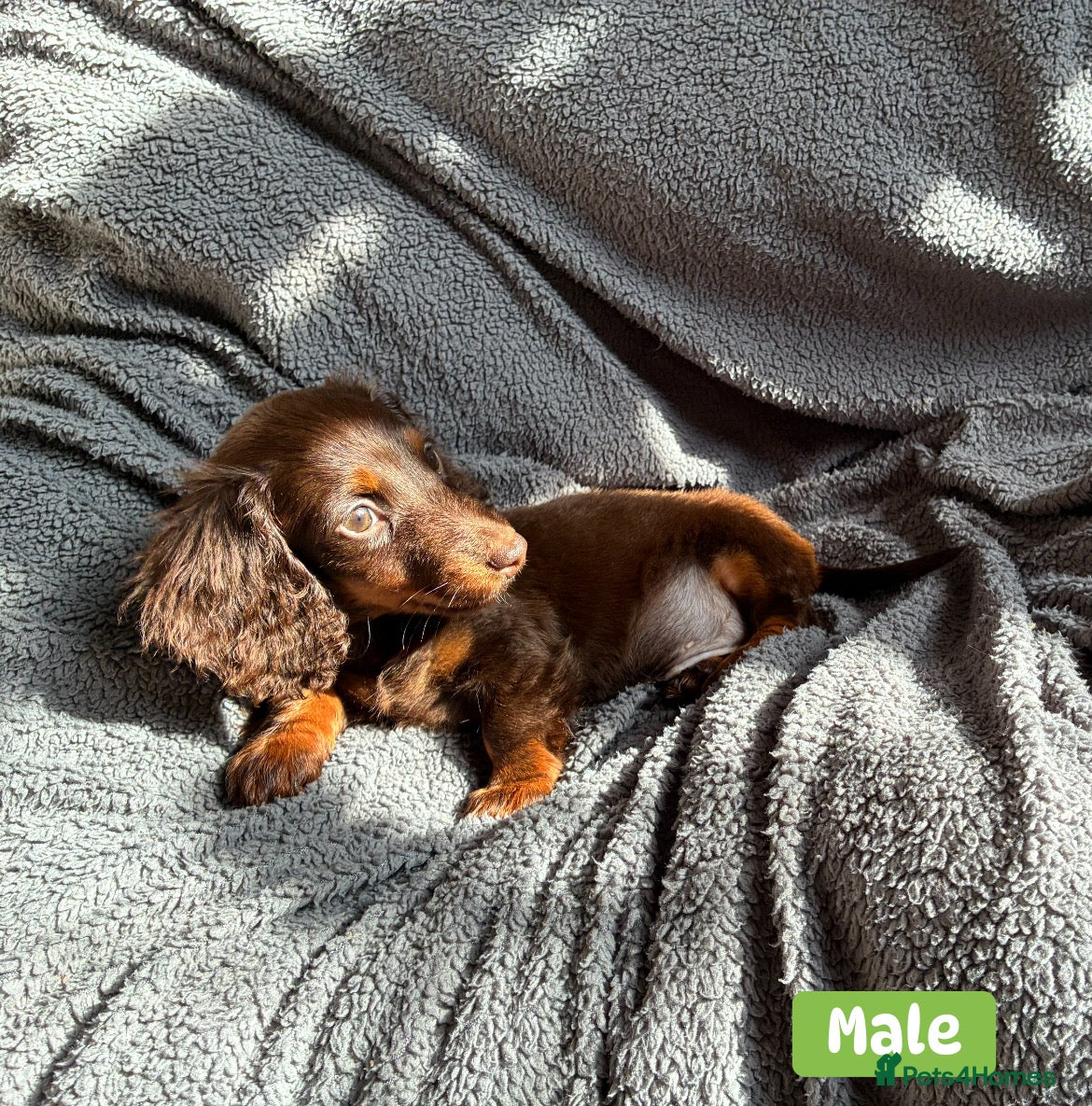Miniature Dachshund dogs Miniature dachshund pups long hair & smooth hair  - Advert 7