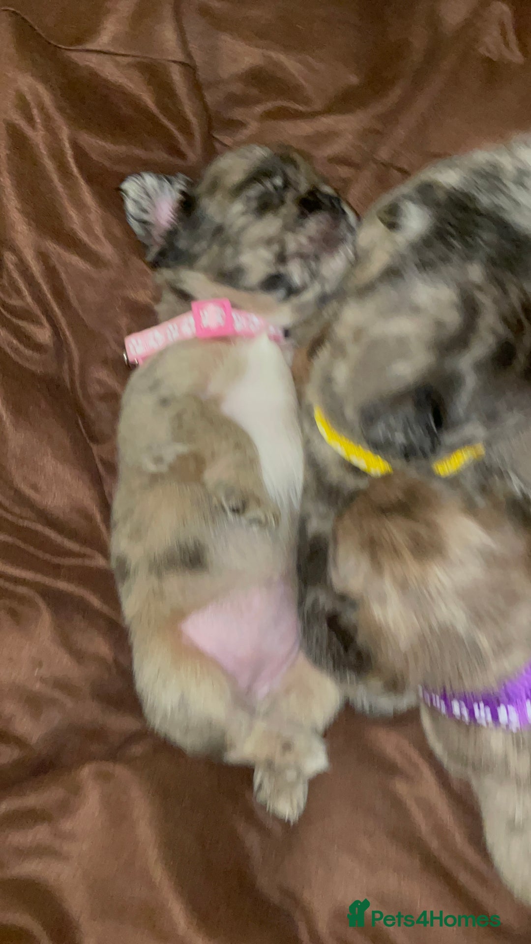 French Bulldog dogs for sale: 8 perfect fluffy visual French bulldogs dwkc reg - Advert 10