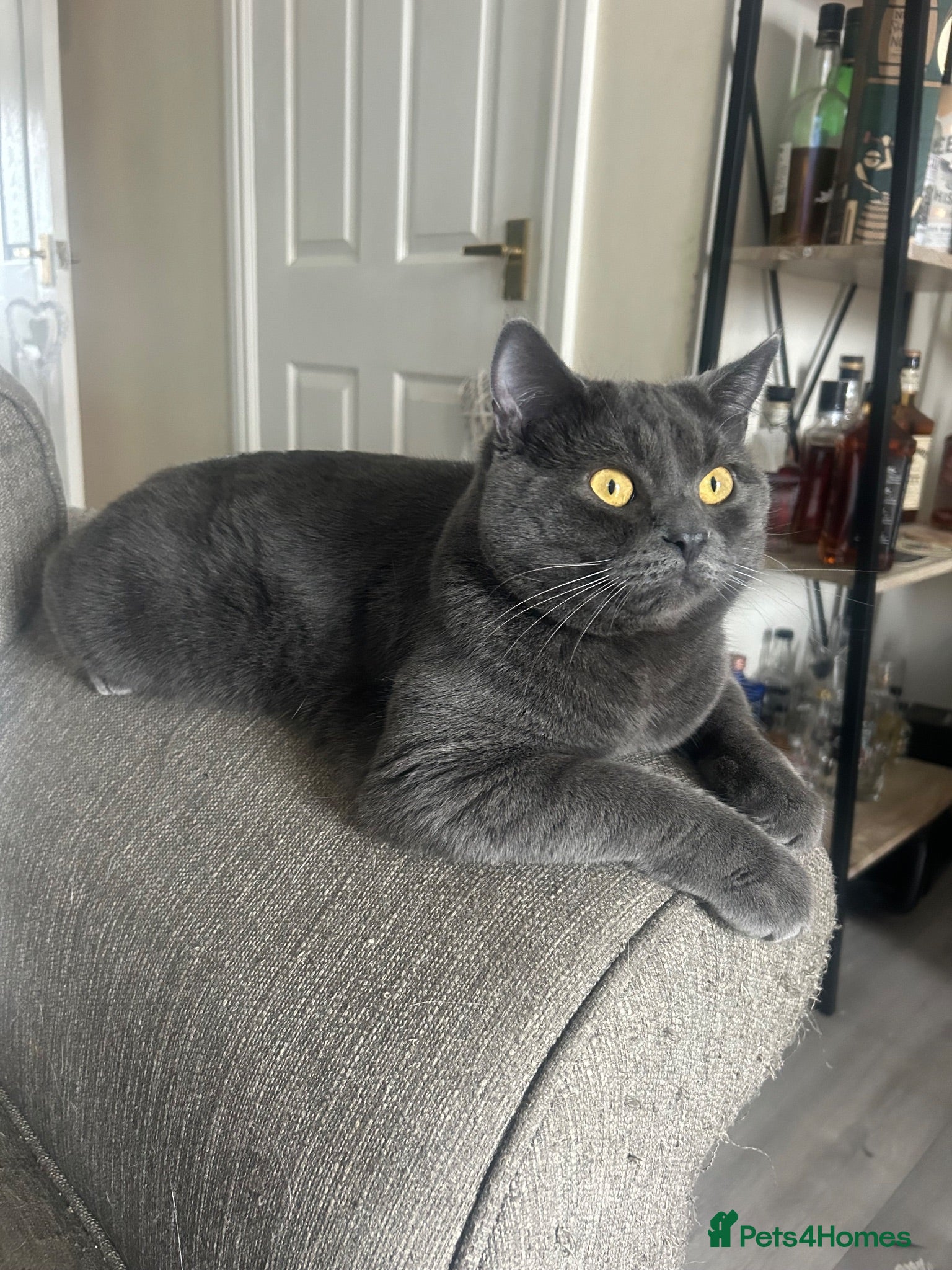 Russian Blue cats Sheldon and Arnold  - Advert 5
