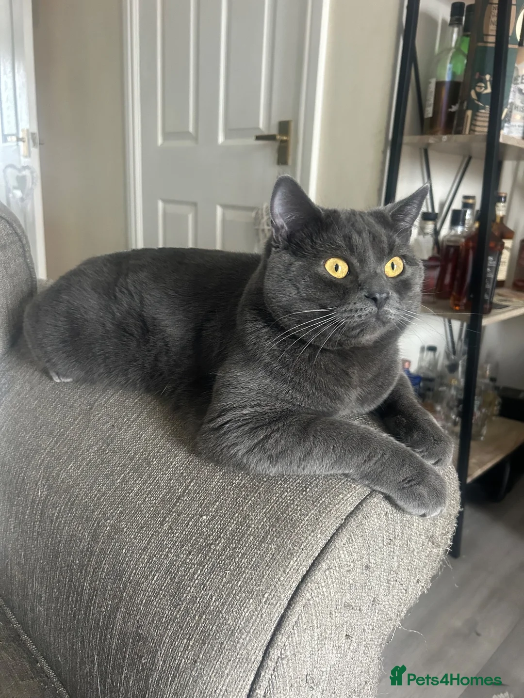 Russian Blue cats for sale: Sheldon and Arnold  - Advert 1