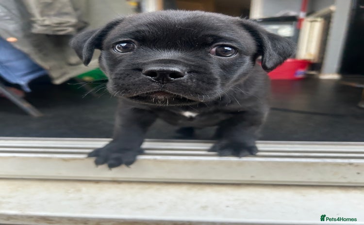 Mixed Breed dogs - Advert 16