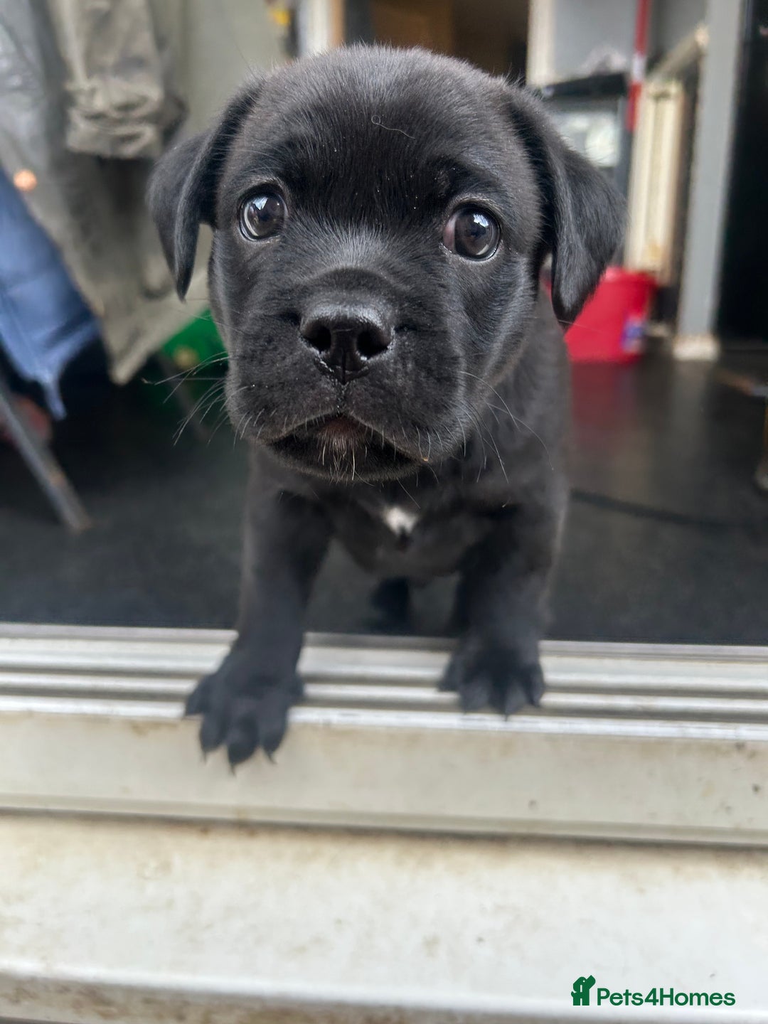 Mixed Breed dogs for sale: Pug cross - Image 1