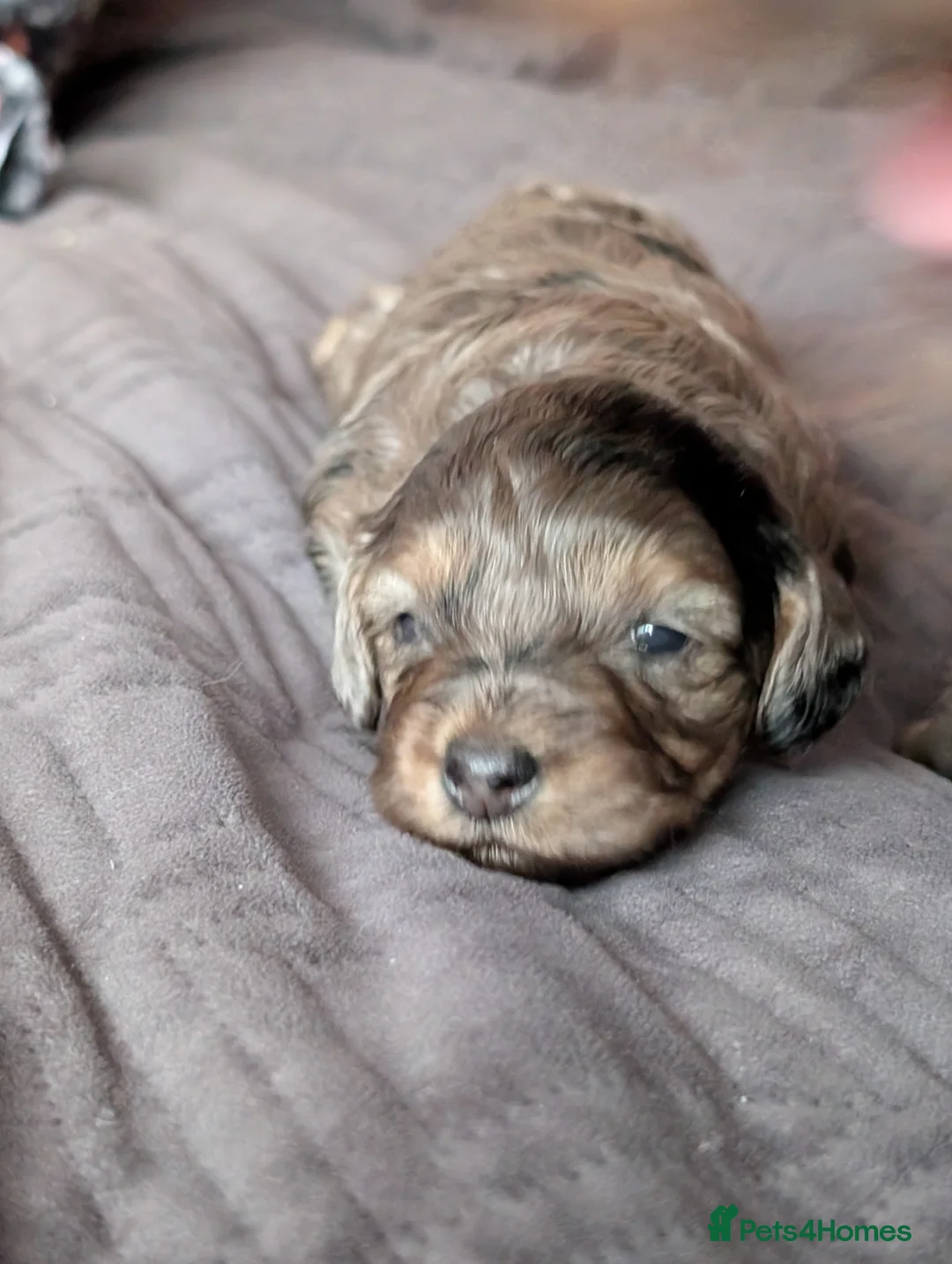 Cockapoo dogs for sale: F2b cockapoo pups Super Cute. Health test parents - Advert 30