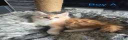 Maine Coon cats for sale: BEAUTIFUL MAIN COON KITTENS in Bolton - Advert 10