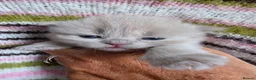 British Longhair cats for sale: TICA Registered British longhair kittens - Advert 23