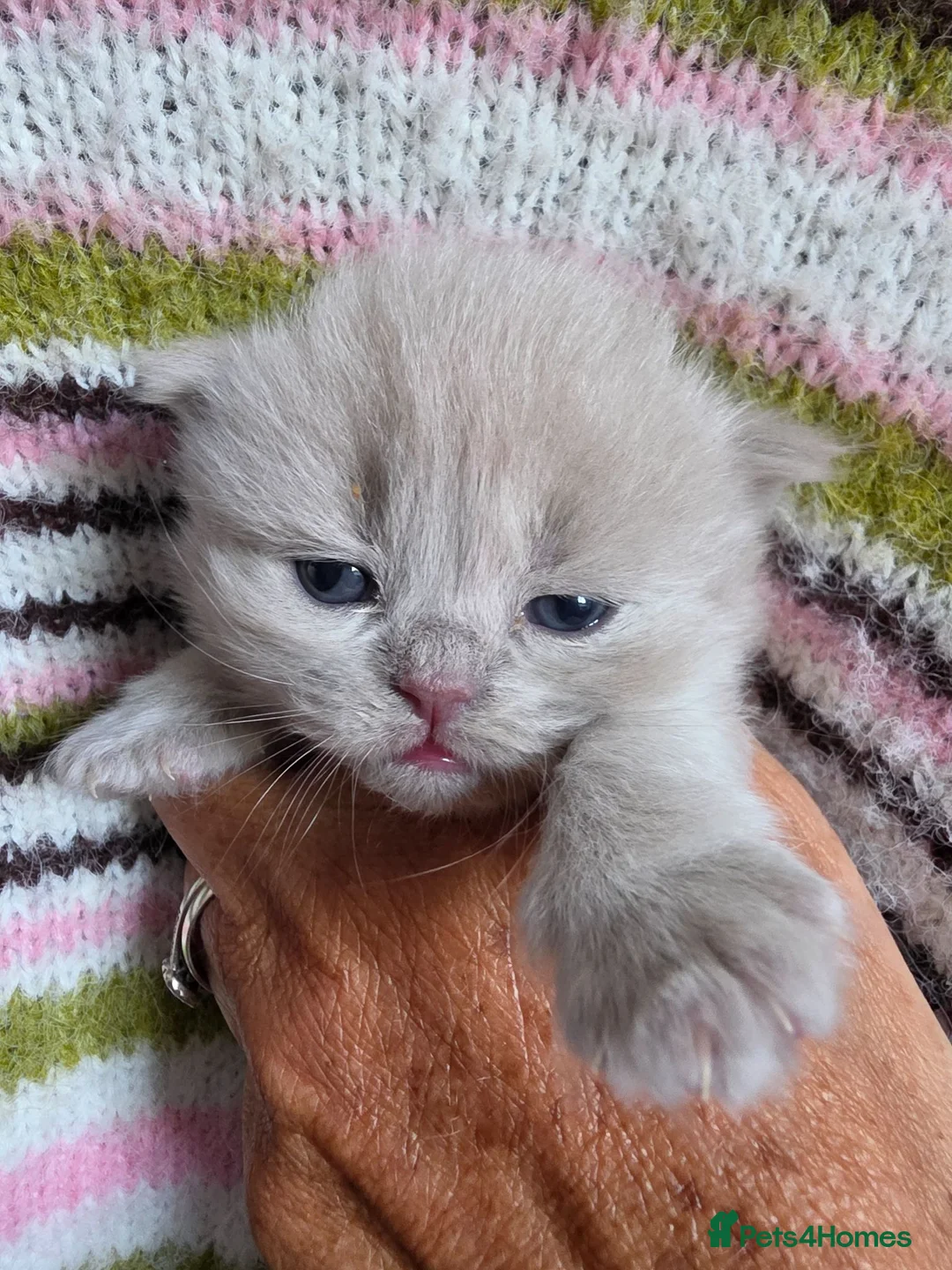 British Longhair cats for sale: TICA Registered British longhair kittens - Advert 23