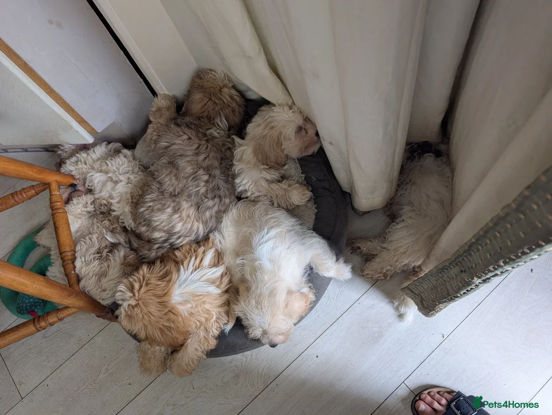 Mixed Breed dogs for sale: Adorable, dachshund/schnauzer/shichon x  in Margate - Advert 1