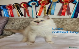 Ragdoll cats for sale: GCCF REGISTERED PEDIGREE RAGDOLL KITTENS - Image 9