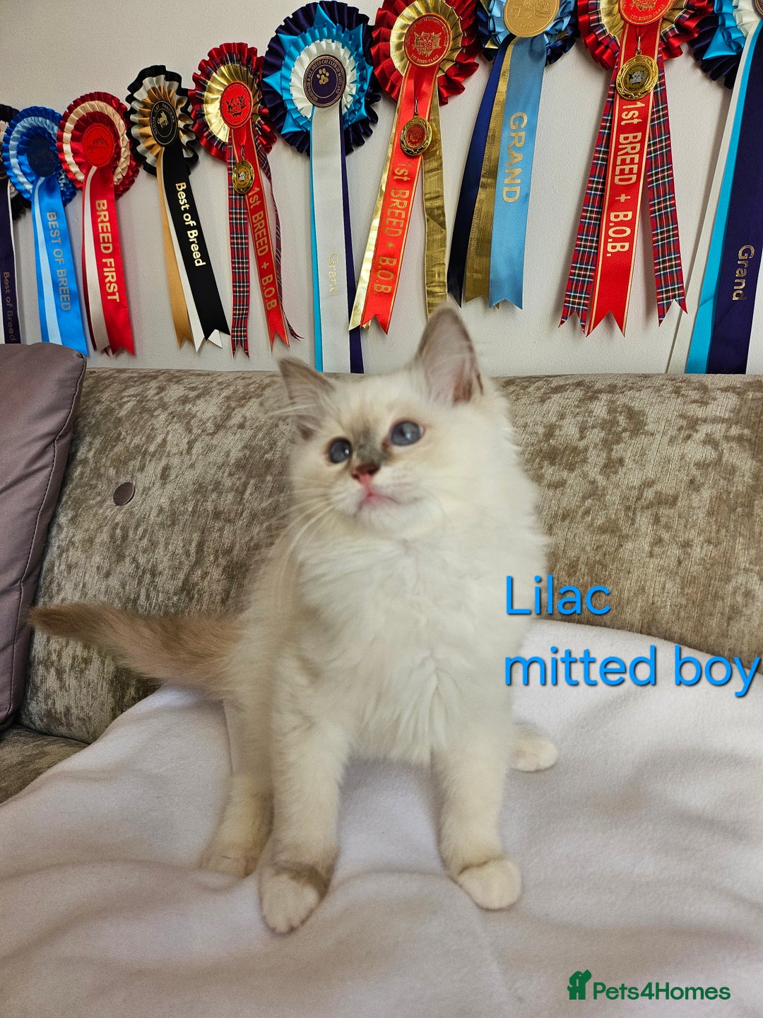 Ragdoll cats for sale: GCCF REGISTERED PEDIGREE RAGDOLL KITTENS - Image 9