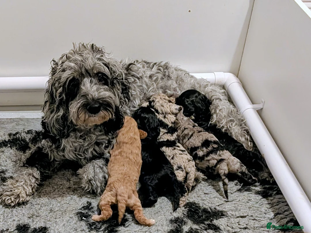 Cockapoo dogs for sale: 5 beautiful cocapoo girls  in Lincoln - Advert 1