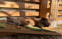Lionhead rabbits for sale: Baby Rabbits - Image 1