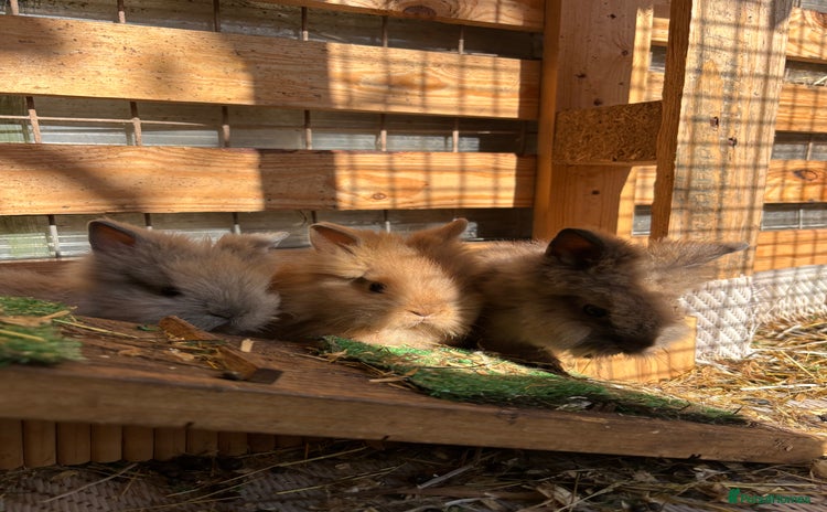 Lionhead rabbits - Advert 2