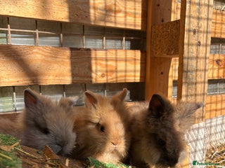 Lionhead rabbits - Advert 4