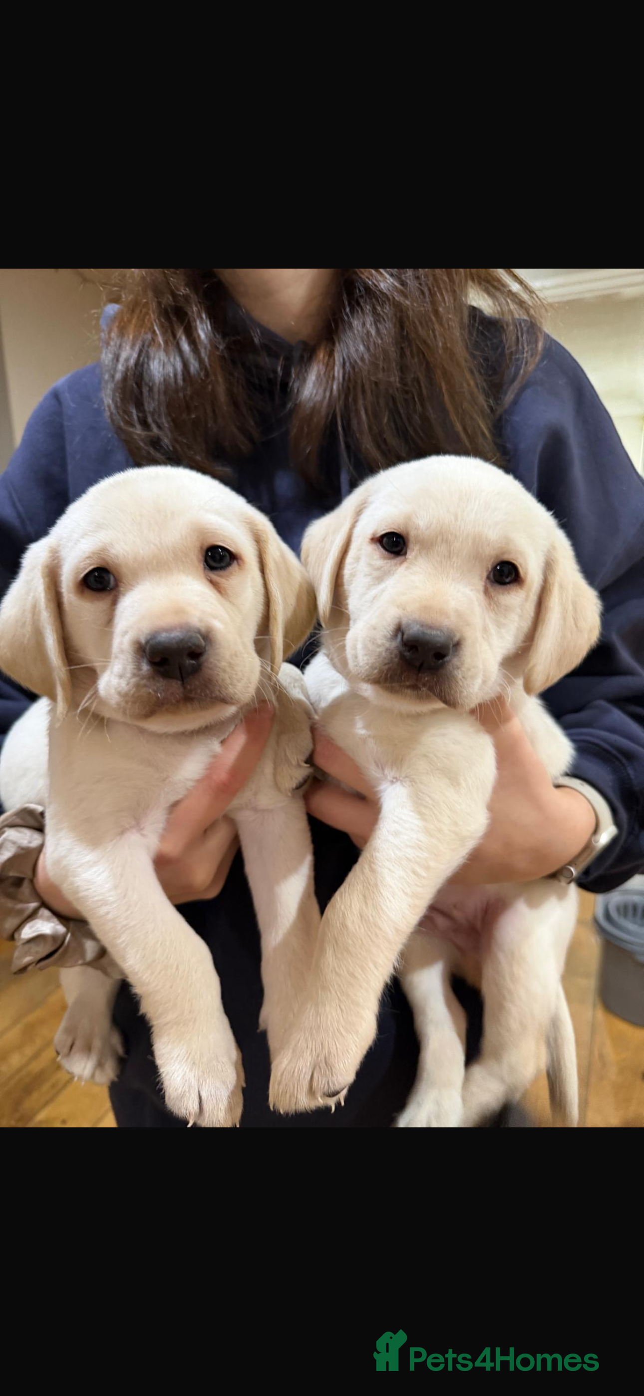 Labrador Retriever dogs 4 golden male Labrador puppies for sale  - Advert 1