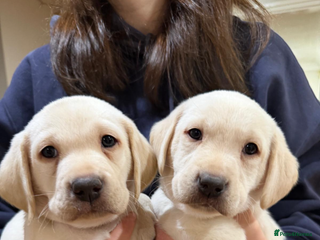 Labrador Retriever dogs 4 golden male Labrador puppies for sale - Advert 7