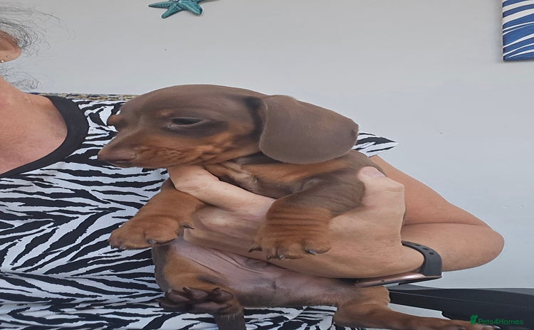 Miniature Dachshund dogs - Advert 16