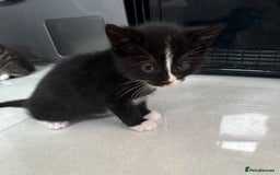 Mixed Breed cats for sale: Six loving kittens - 3 boys and 3 girls - Image 5
