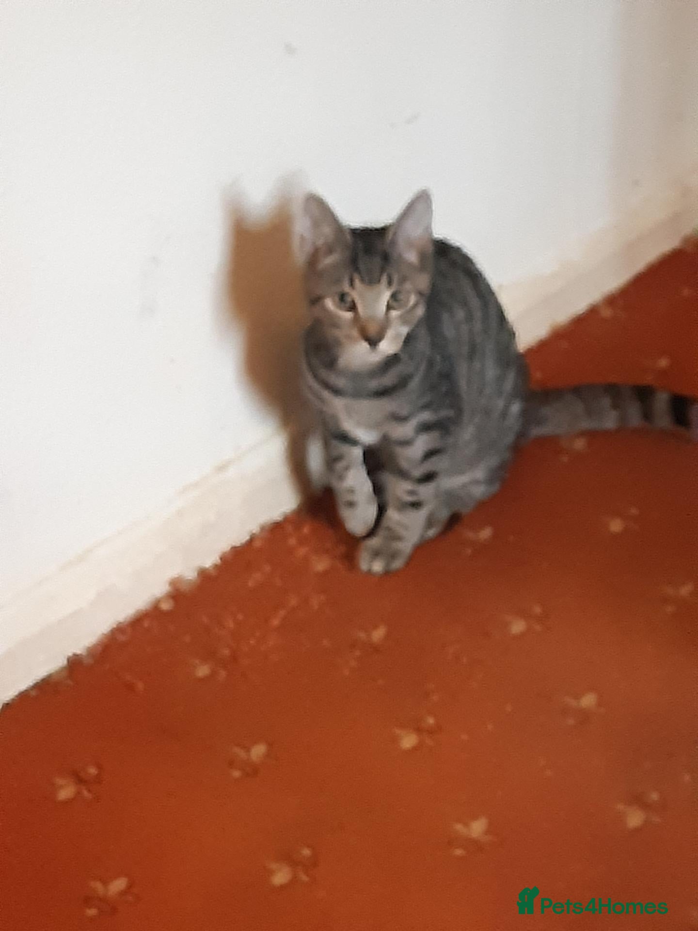 Mixed Breed cats Two bonded kittens for adoption - Advert 2