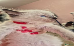 Ragdoll cats for sale: Beautiful Ragdolls Parents health tested 💖 - Image 15