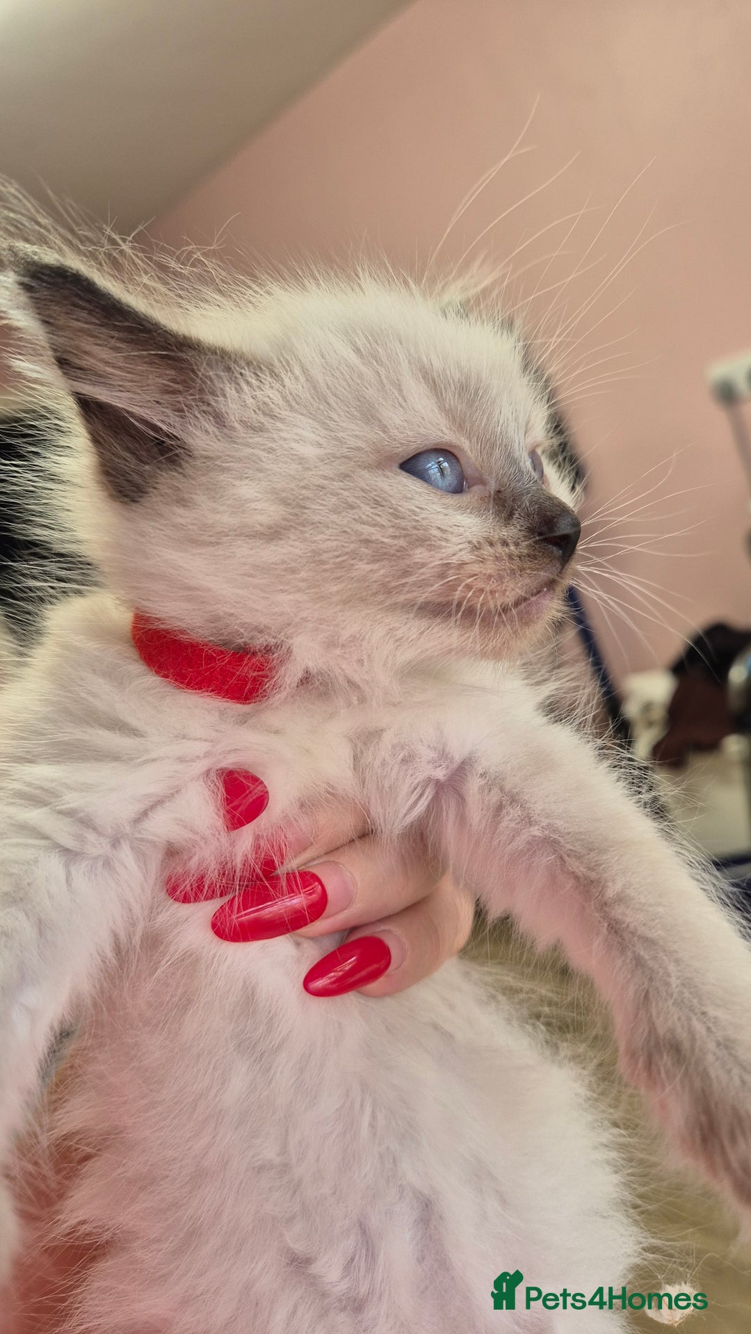 Ragdoll cats for sale: Beautiful Ragdolls Parents health tested 💖 - Image 15