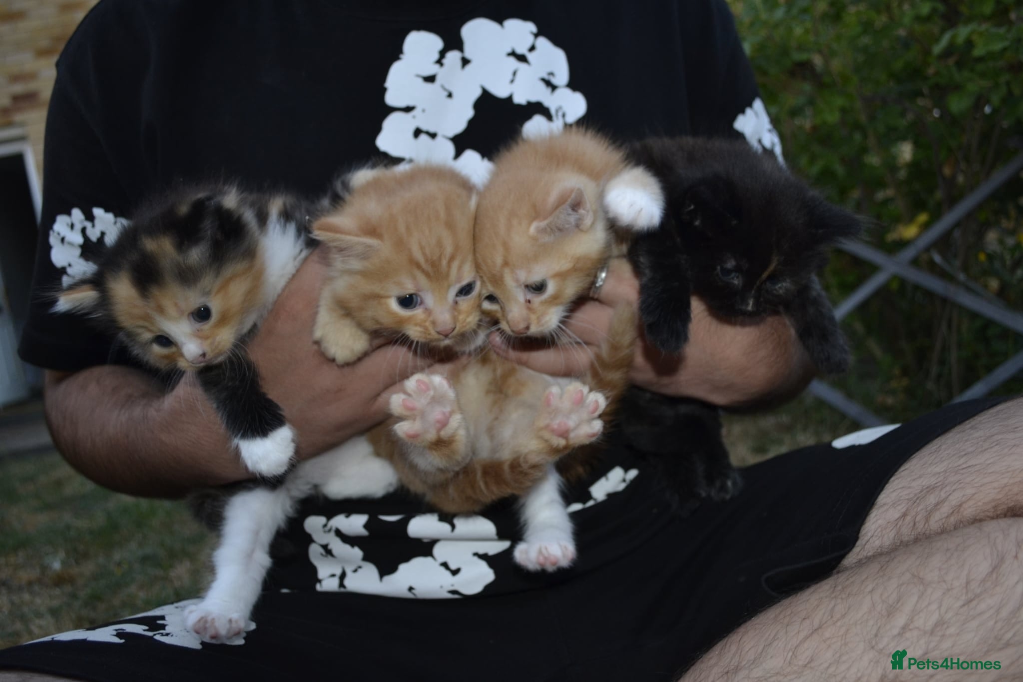 Mixed Breed cats 4 beautiful kittens  - Advert 1