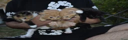 Mixed Breed cats for sale: 4 beautiful kittens  in Peterborough - Advert 1