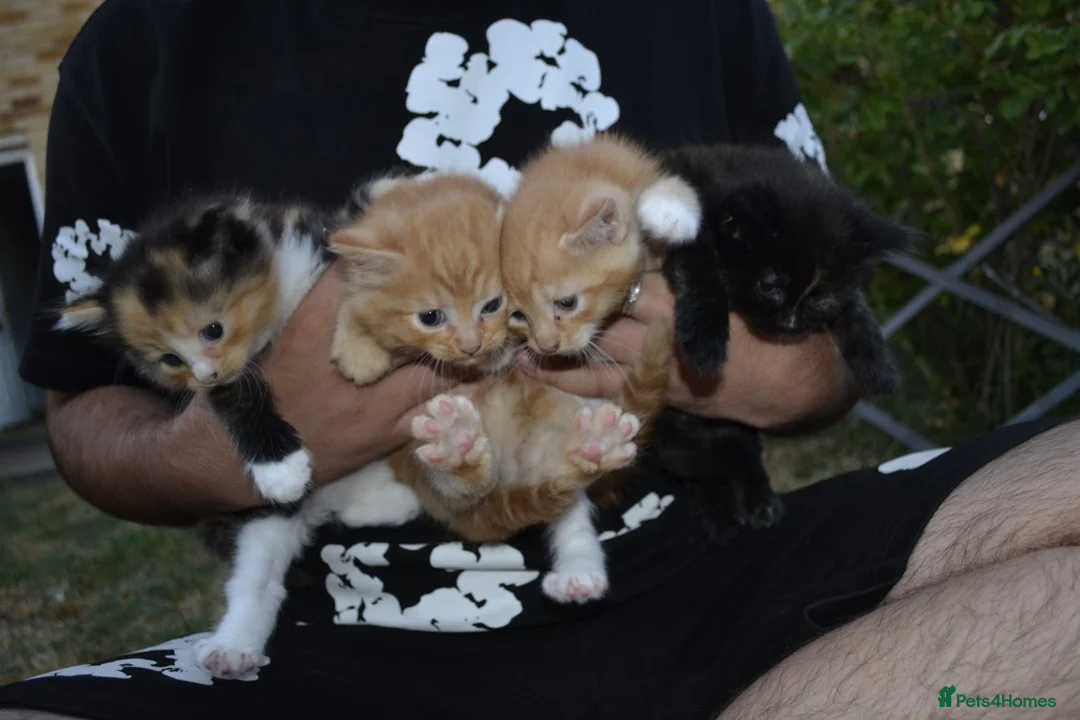 Mixed Breed cats for sale: 4 beautiful kittens  in Peterborough - Advert 1