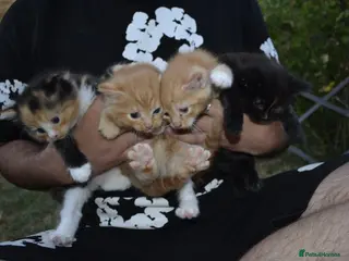Mixed Breed cats 4 beautiful kittens - Advert 1