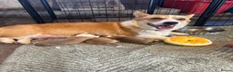 Welsh Corgi Pembroke dogs for sale: KC Registered Welsh Corgi Puppies  - Advert 10