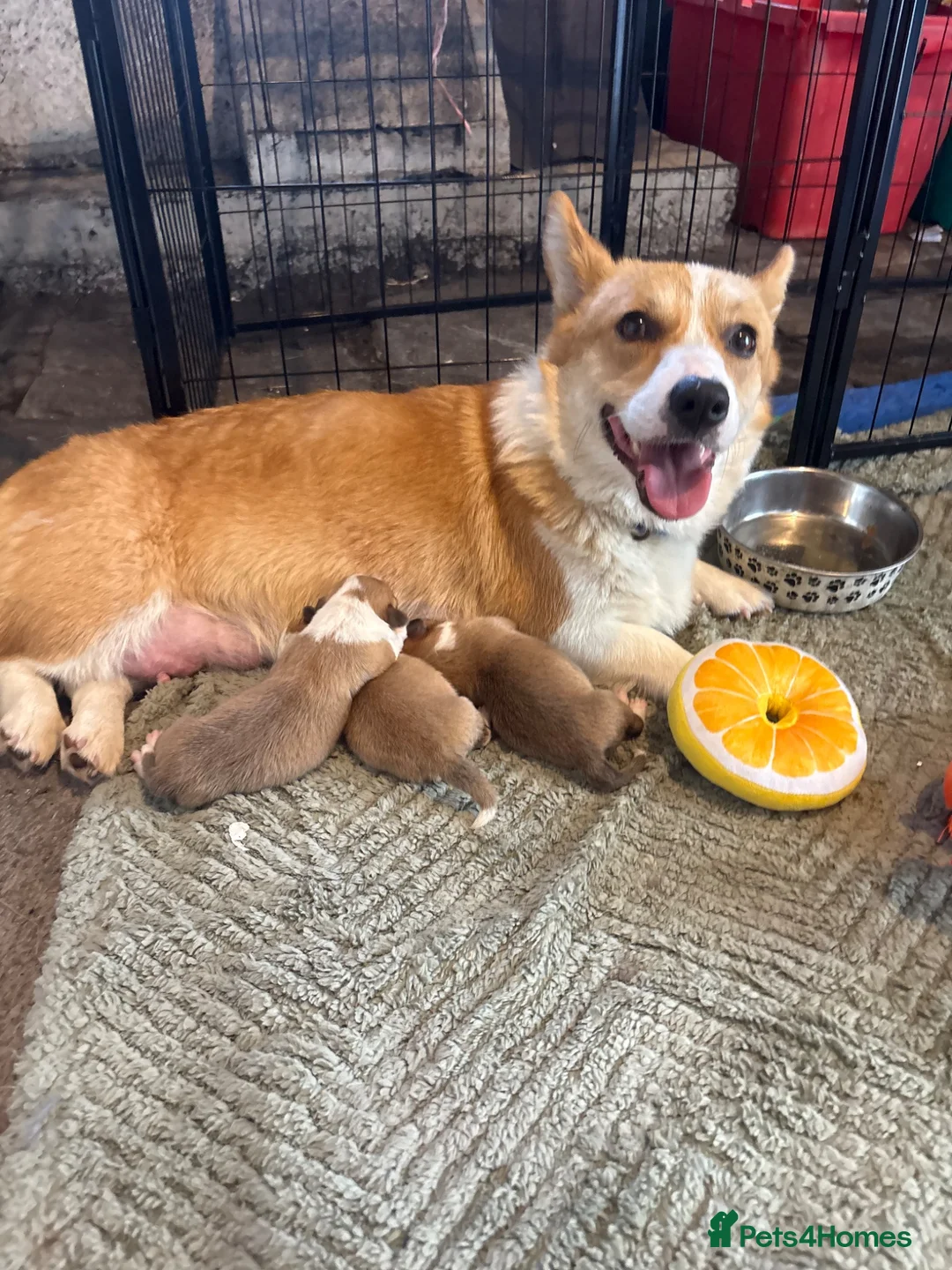 Welsh Corgi Pembroke dogs for sale: KC Registered Welsh Corgi Puppies  - Advert 10