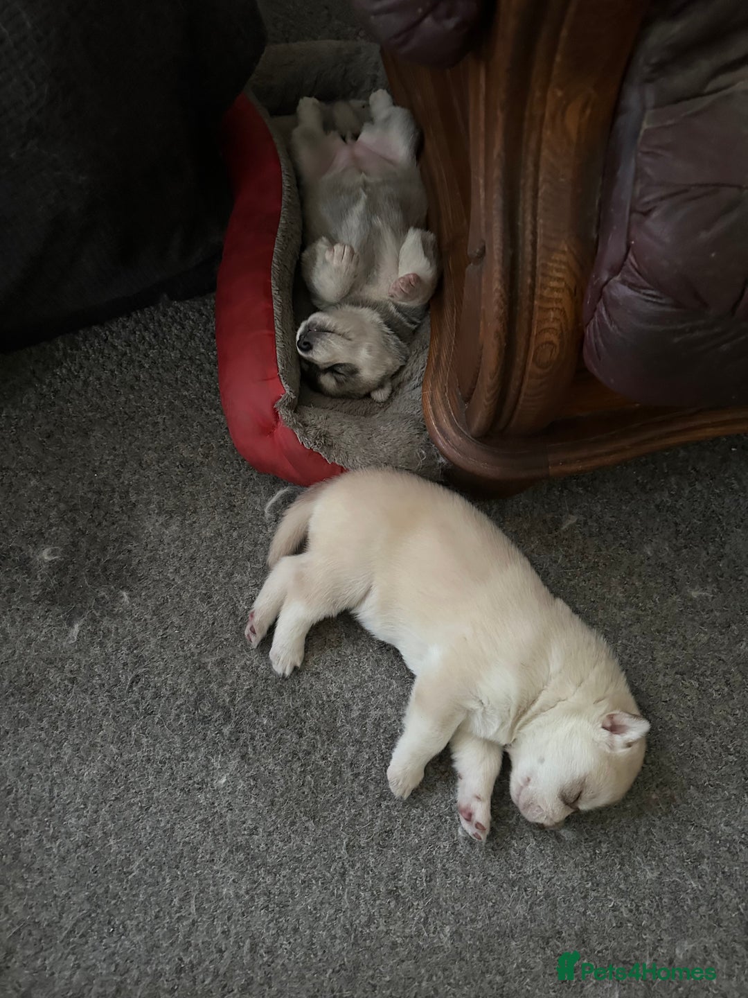 Siberian Husky dogs for sale: Pure breed Husky Puppies born 04/07/2025 - Image 12