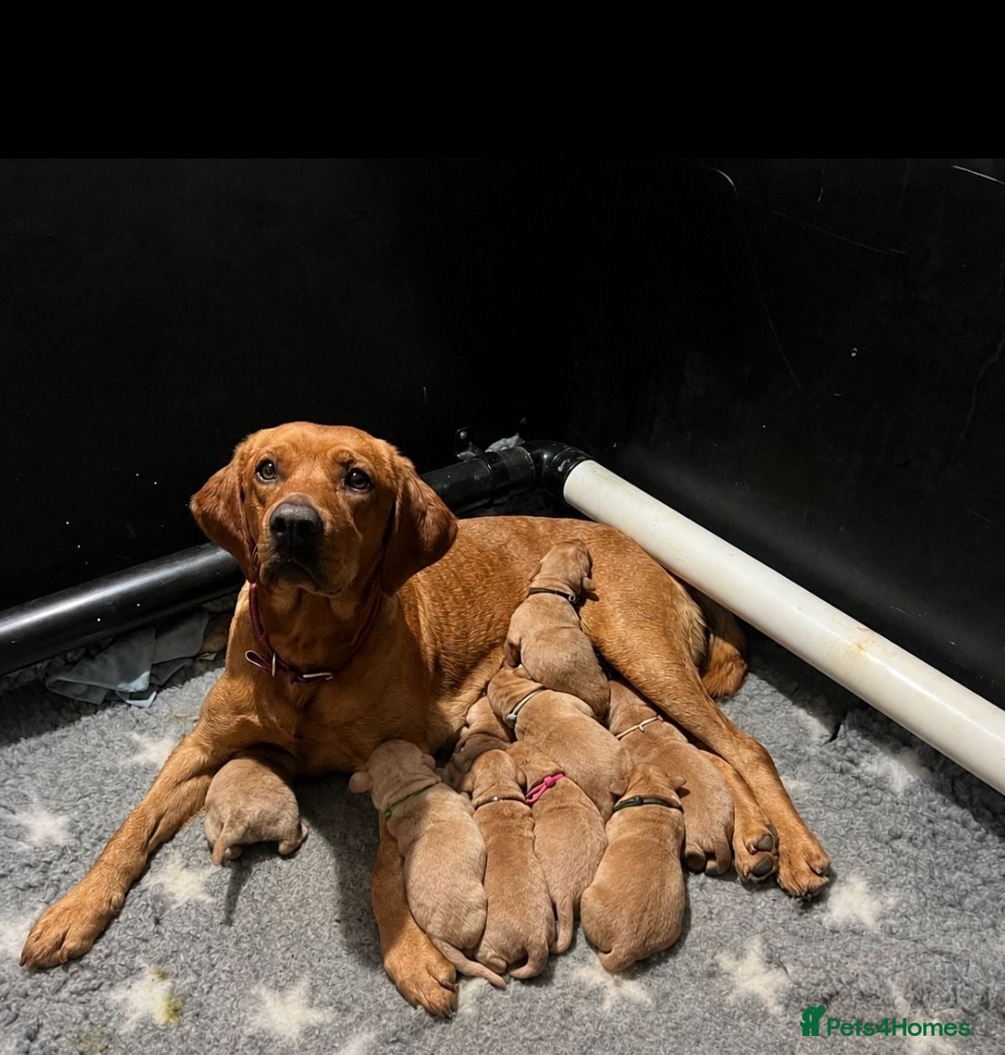 Labrador Retriever dogs Beautiful KC registered Labrador puppies  - Advert 1