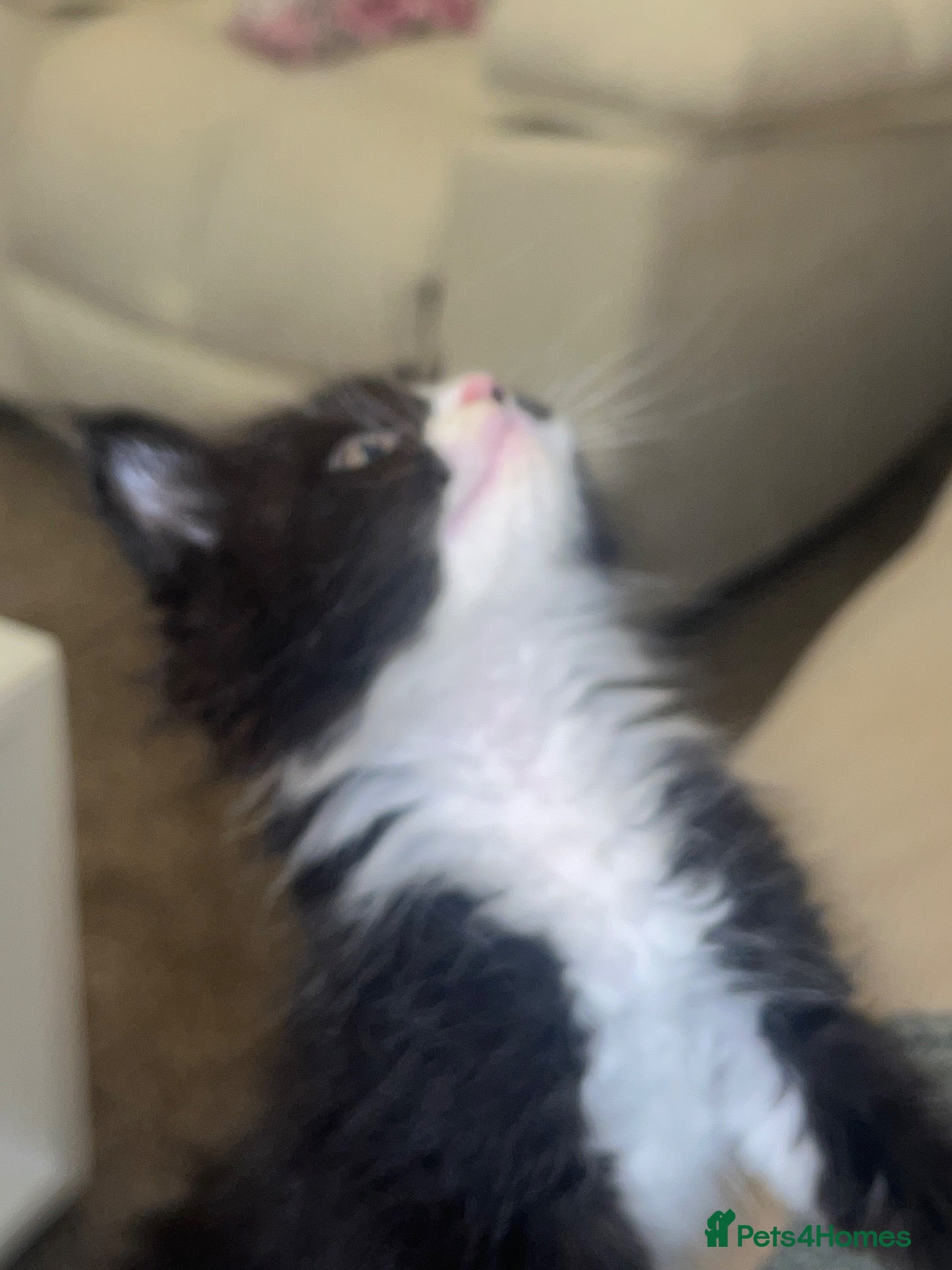 Maine Coon cats 1 female left CHEAP DUE TO HOLI dad Maincoon reg - Advert 6