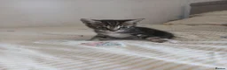 Mixed Breed cats for sale: Tuxedo/Tabby kittens 8 weeks old - Advert 21