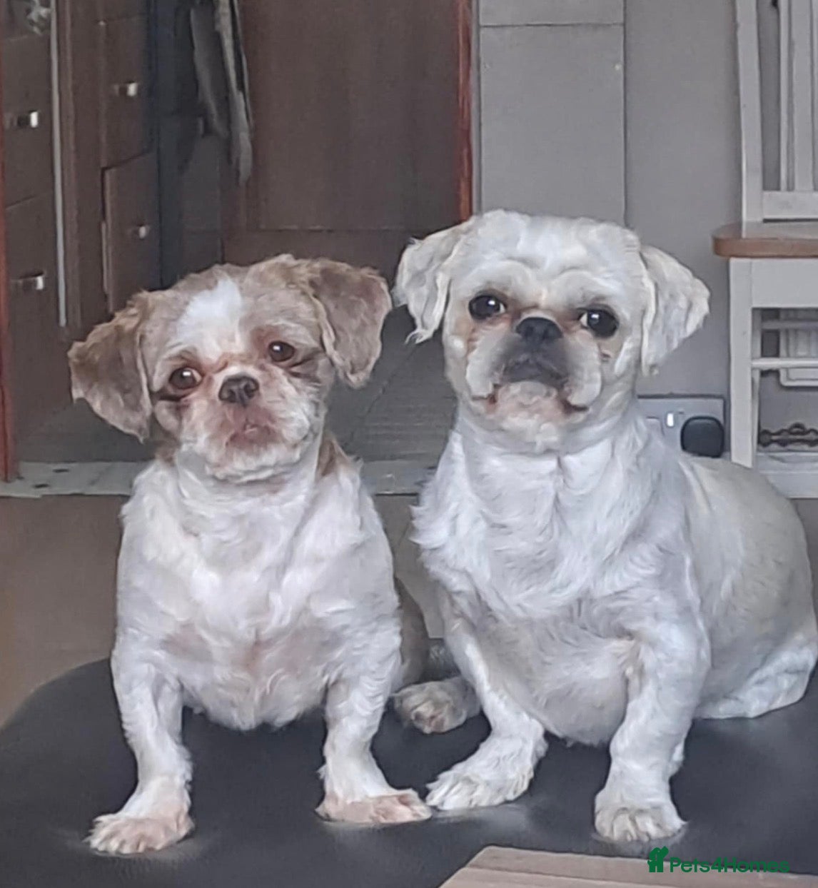 Shih Tzu dogs BEAUTIFUL IMPERIAL SHIH-TZU PUPPYS FOR SALE  - Advert 1