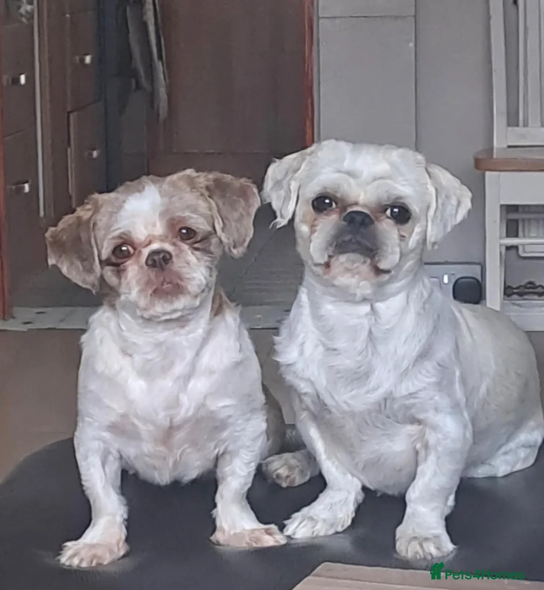 Shih Tzu dogs for sale: BEAUTIFUL IMPERIAL SHIH-TZU PUPPYS FOR SALE  - Advert 2