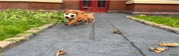 Labrador Retriever dogs for sale: KC Fully Health Tested Labrador Puppies  - Advert 7