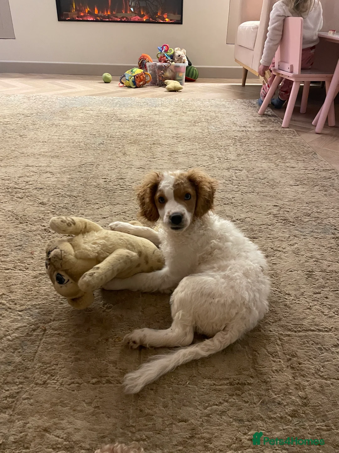 Cockapoo dogs for sale: 4 Month Cockapoo - Needing Her Forever Home 🐶🏡   - Advert 8