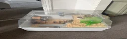 Mouse rodents for sale: 2 Female mice with cage & accessories  - Advert 5